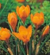 Krokus wiosenny Orange Monarchy pomarańczowy 2 szt.