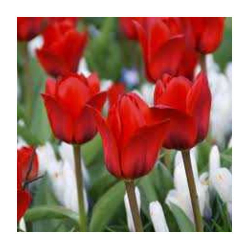 Tulipa Showinner Tulipan 'Showinner' V5szt