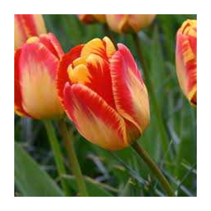 Tulipa Banja Luka Tulipan 'Banja Luka 5 szt.