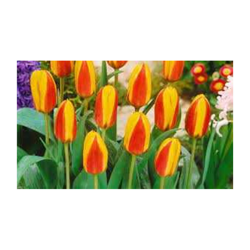 Tulipa First Love Tulipan 'First Love' 5 szt.