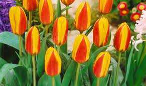 Tulipa First Love Tulipan 'First Love' 5 szt.