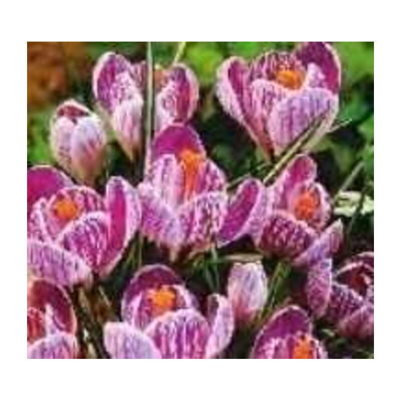 Krokus wiosenny Jeanne D'arc paskowany 100 szt.