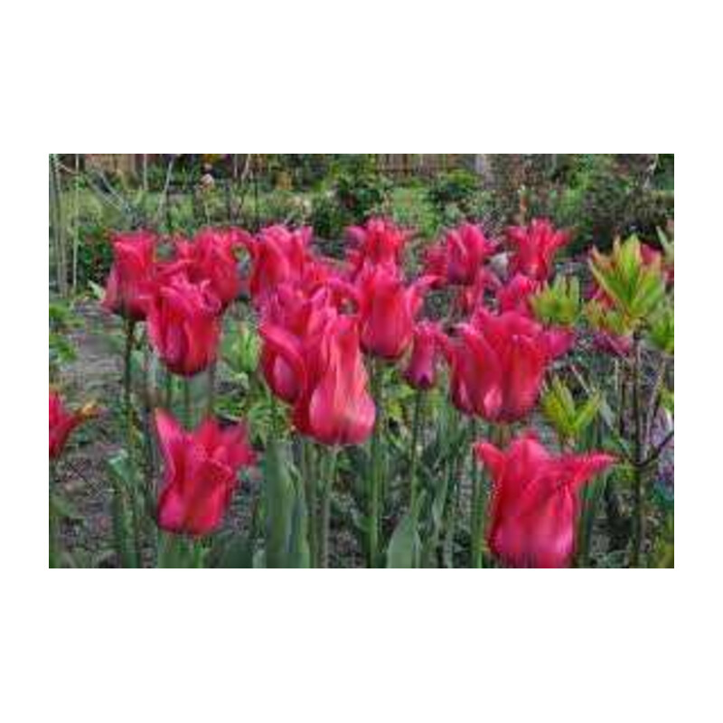 Tulipa Doll's Minuet Tulipan 'Doll's Minuet'5 szt.