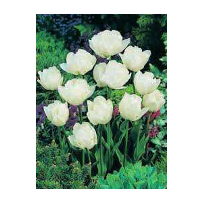 Tulipa Mount Tacoma Tulipan 'Mount Tacoma' 5 szt.