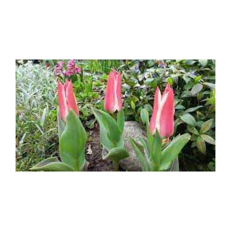 Tulipa Pinocchio Tulipan 'Pinocchio' 5 szt.