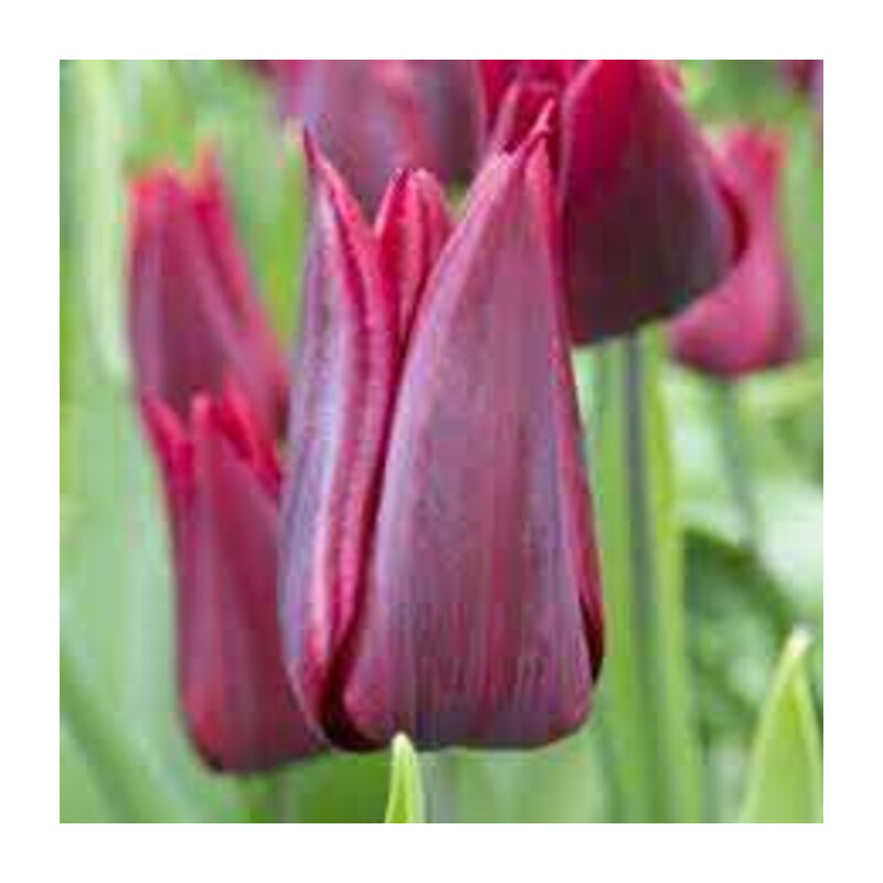 Tulipa Lasting Love Tulipan 'Lasting Love'5 szt.
