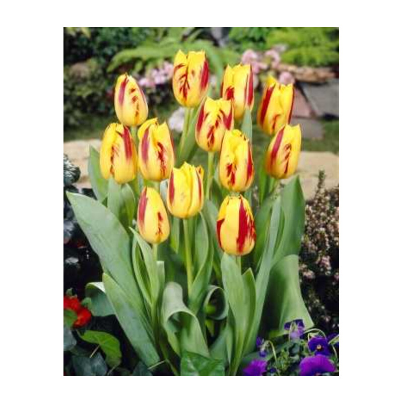 Tulipa Washington Tulipan 'Washington' 5 szt.