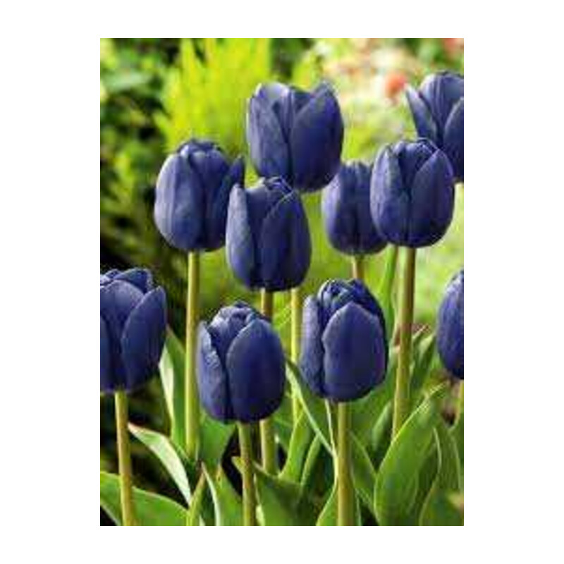 Tulipa Blue Aimable Tulipan 'Blue Aimable 5 szt.