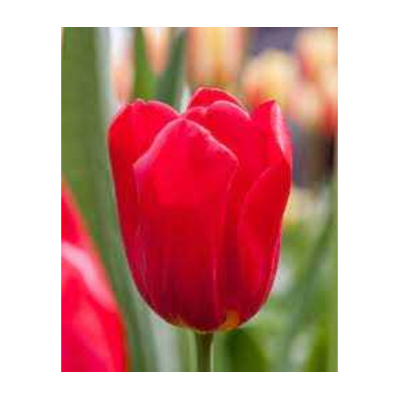 Tulipa Seadov Tulipan 'Seadov' 5 szt.