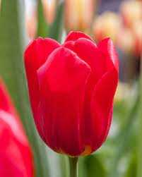 Tulipa Seadov Tulipan 'Seadov' 5 szt.