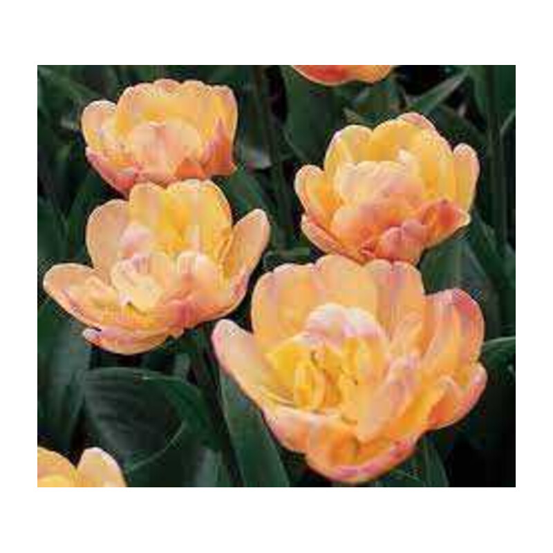 Tulipa Creme Upstar Tulipan 'Creme Upstar' 5 szt.