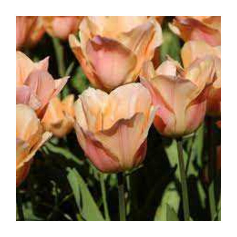 Tulipa Apricot Beauty Tulipan 'Apricot Beauty'5 szt.