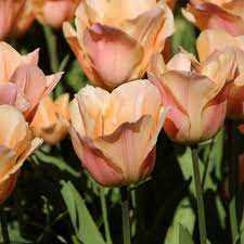 Tulipa Apricot Beauty Tulipan 'Apricot Beauty'5 szt.