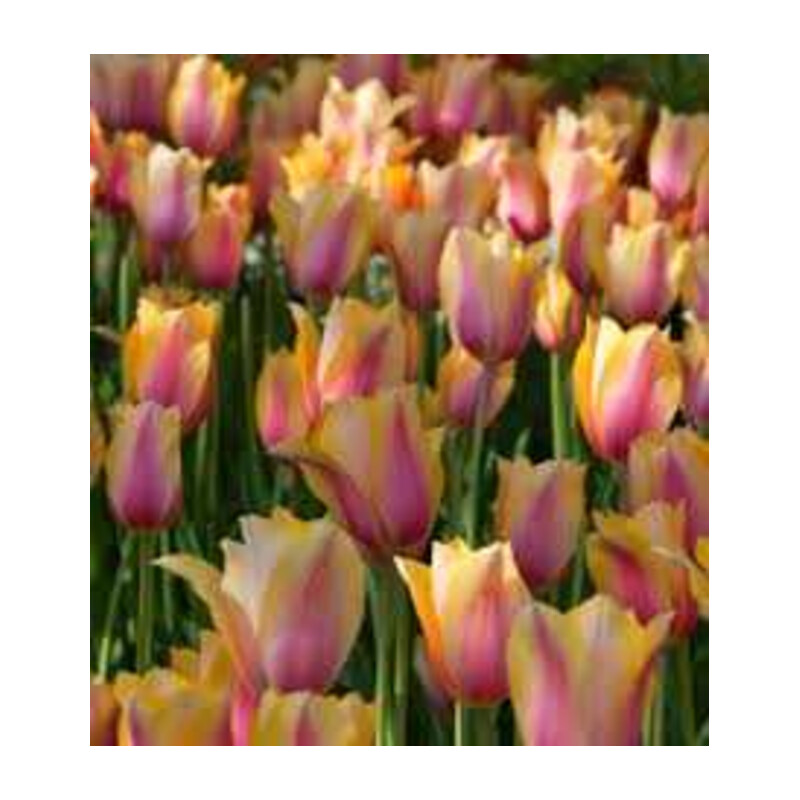 Tulipa Blushing Lady Tulipan 'Blushing Lady' 5 szt.