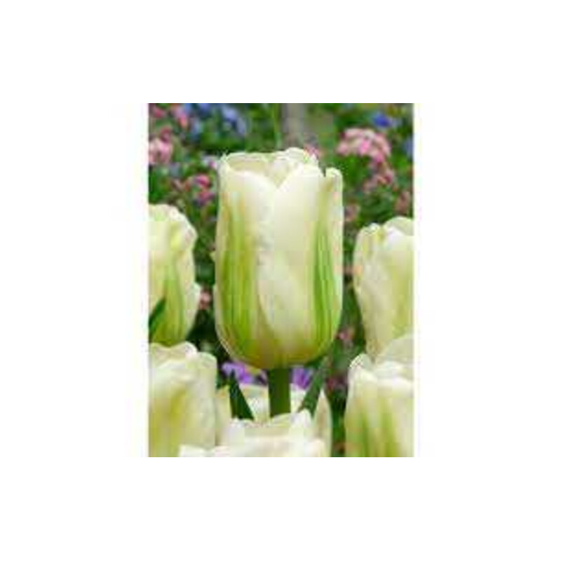 Tulipa Green Spirit Tulipan 'Green Spirit' 5 szt.