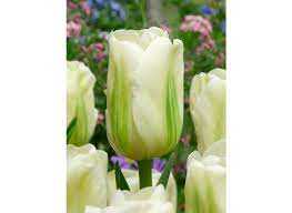 Tulipa Green Spirit Tulipan 'Green Spirit' 5 szt.