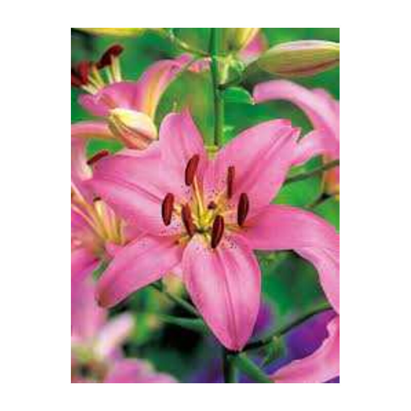 Lilia różowa 5 szt. – Lilium pink