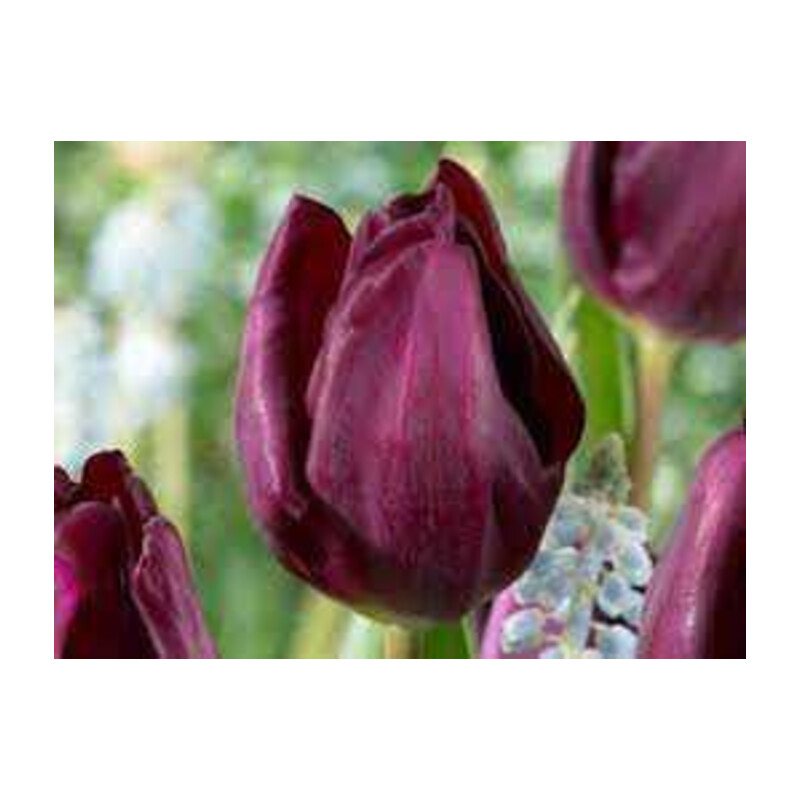 Tulipa Purple Lady Tulipan 'Purple Lady'5 szt.