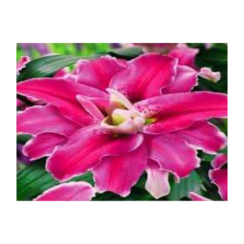 Lilia 'Sensi' 5 szt. – Lilium Sensi