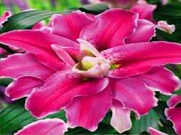 Lilia 'Sensi' 5 szt. – Lilium Sensi