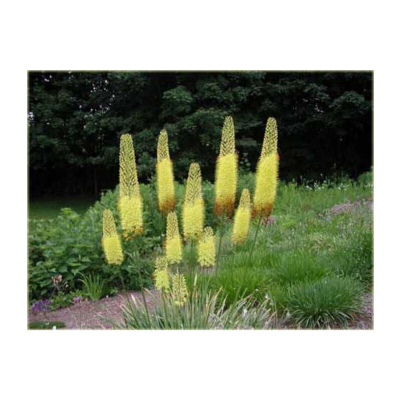 Pustynnik himalajski – Eremurus bungei
