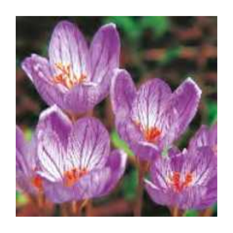 Krokus jesienny Speciosus wrzos