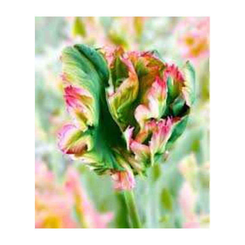 Tulipa Exotic Parrot Tulipan 'Exotic Parrot' 5 szt.