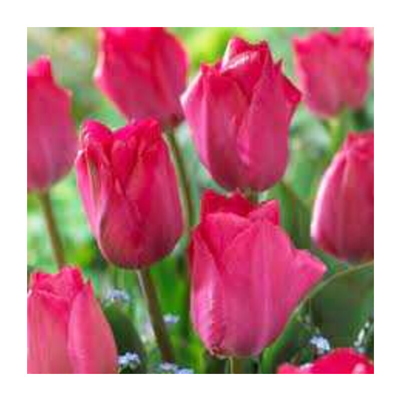 Tulipa Van Eijk Tulipan 'Van Eijk' 5 szt.
