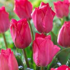 Tulipa Van Eijk Tulipan 'Van Eijk' 5 szt.