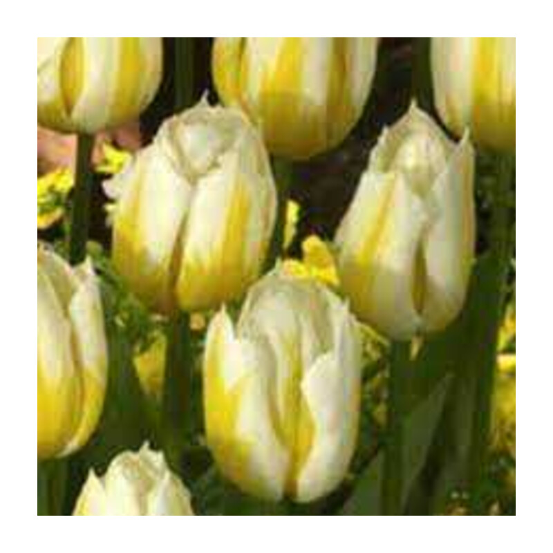 Tulipa Flaming Coquette Tulipan 'Flaming Coquette'5 szt.