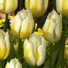 Tulipa Flaming Coquette Tulipan 'Flaming Coquette'5 szt.