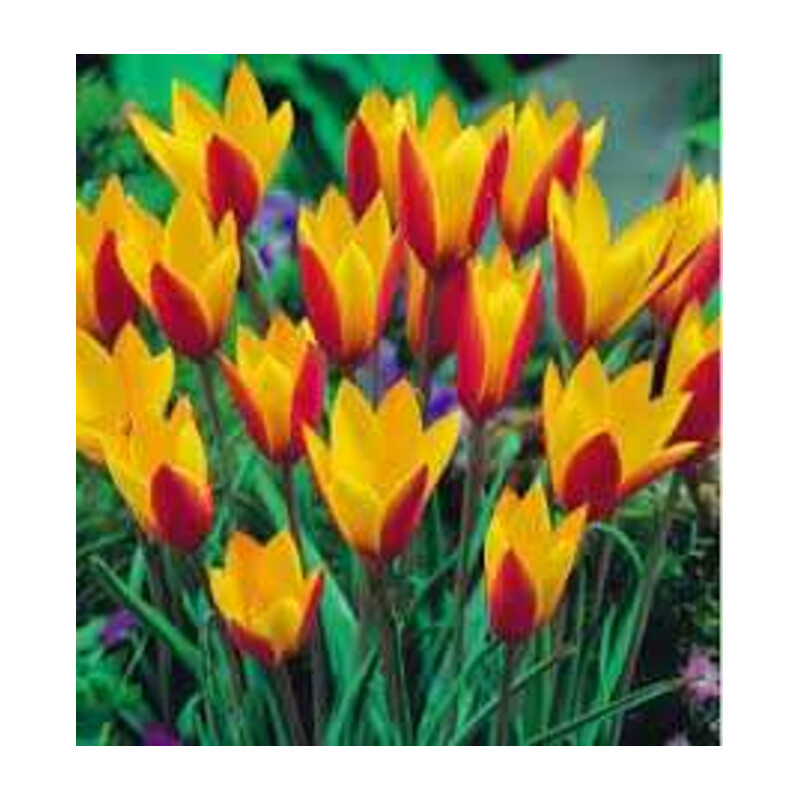 Tulipa Cynthia Tulipan 'Cynthia'5 szt.