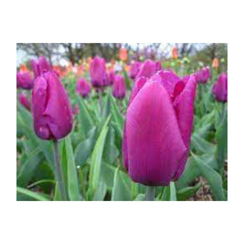 Tulipa Lilac Cup Tulipan 'Lilac Cup' 5 szt.