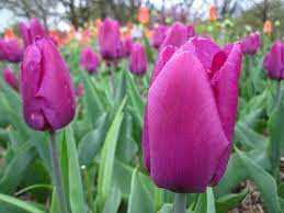 Tulipa Lilac Cup Tulipan 'Lilac Cup' 5 szt.