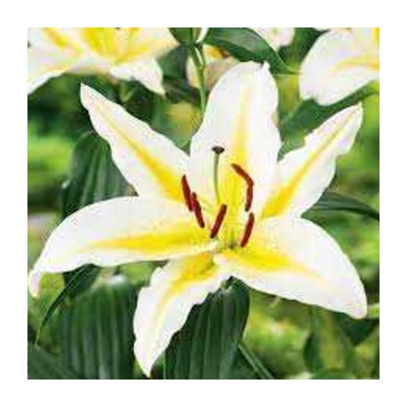 Lilia 'Bafferari' 5 szt. – Lilium Bafferari