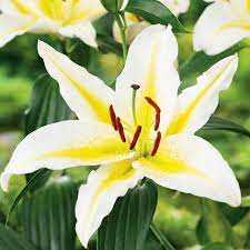 Lilia 'Bafferari' 5 szt. – Lilium Bafferari