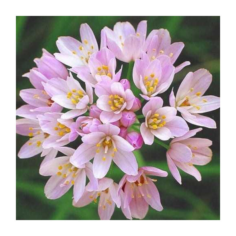 Czosnek różowy 5 szt. – Allium roseum