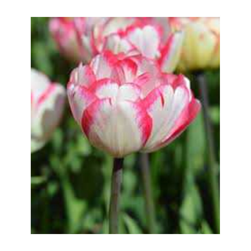 Tulipa Cartouche Tulipan 'Cartouche5SZT