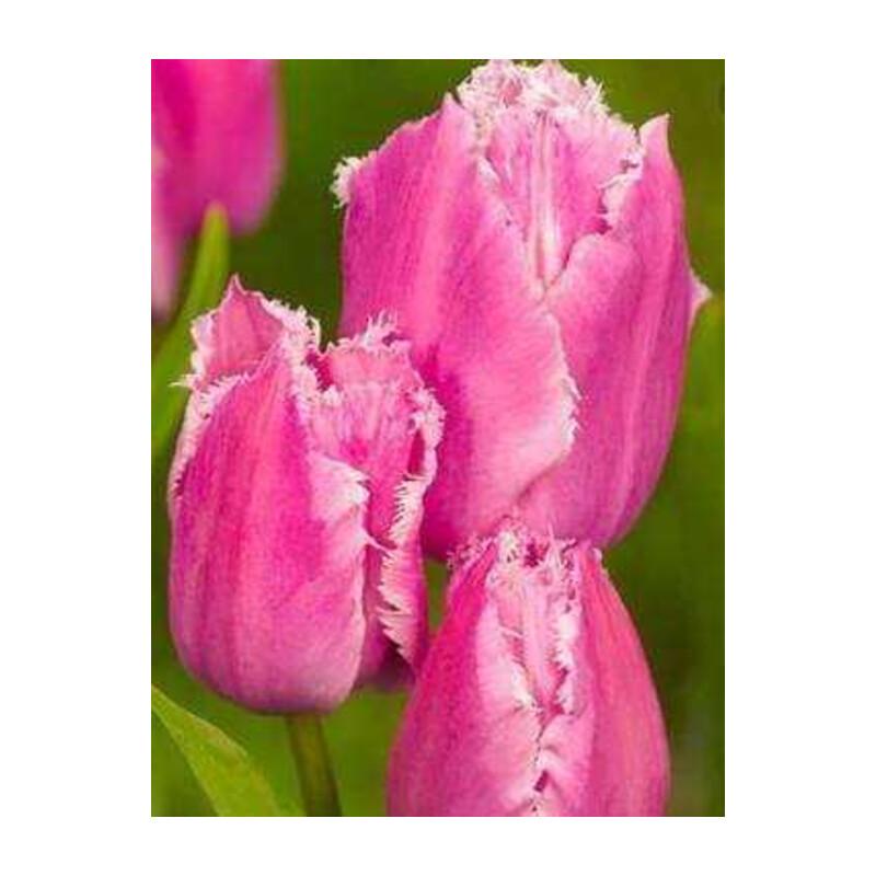Tulipa Pink Survival Tulipan 'Pink Survival' 5 szt.