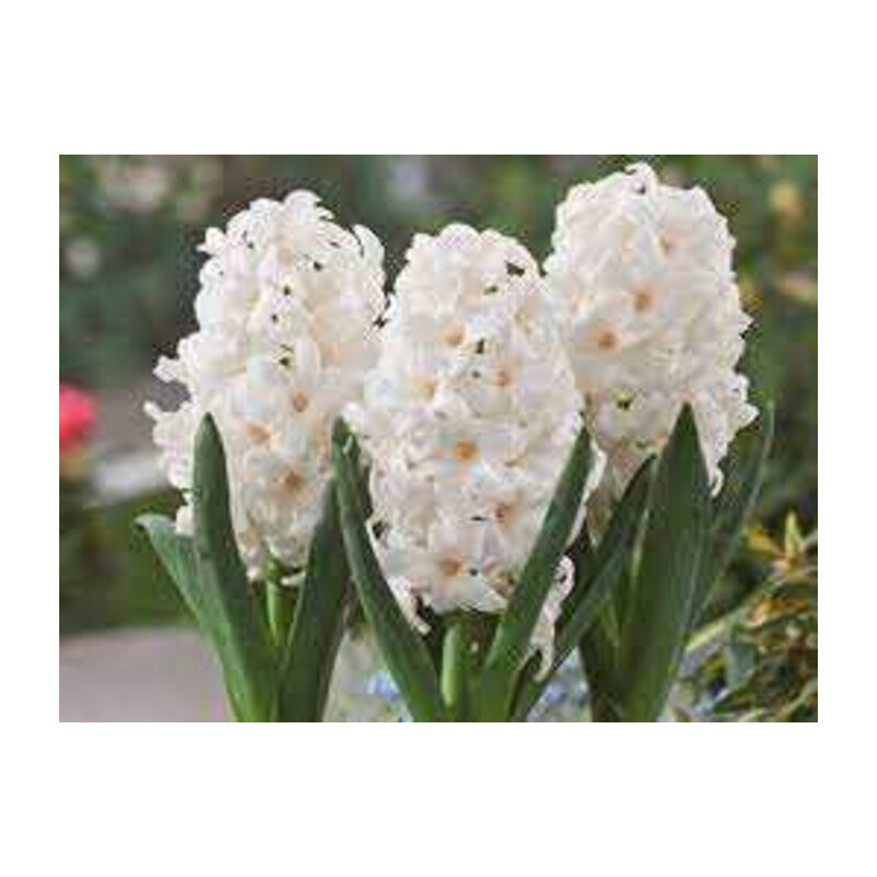 Hiacynt Biały 5 szt. – Hyacinthus