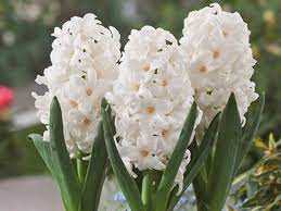 Hiacynt Biały 5 szt. – Hyacinthus