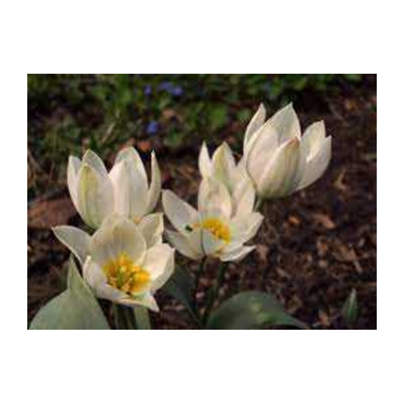 Tulipa Polychroma Tulipan 'Polychroma'' 5 szt.