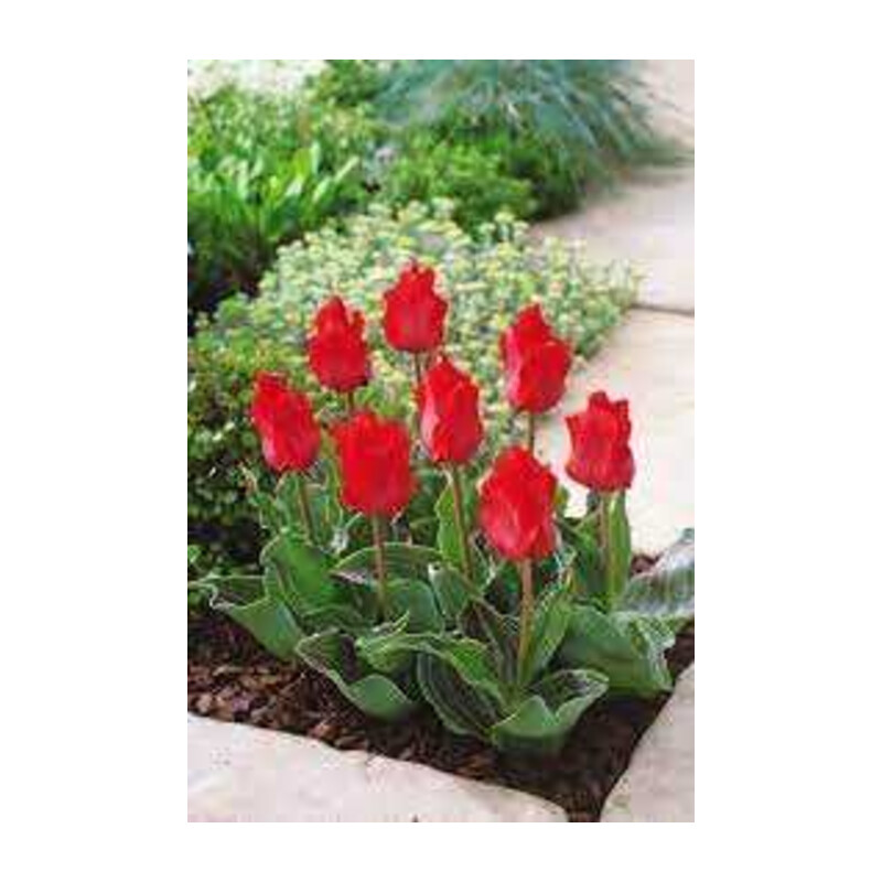 Tulipa Red Riding Hood Tulipan 'Red Riding Hood' 5 szt.