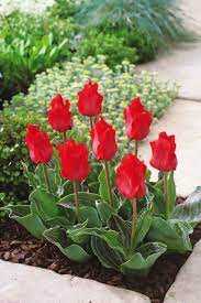 Tulipa Red Riding Hood Tulipan 'Red Riding Hood' 5 szt.