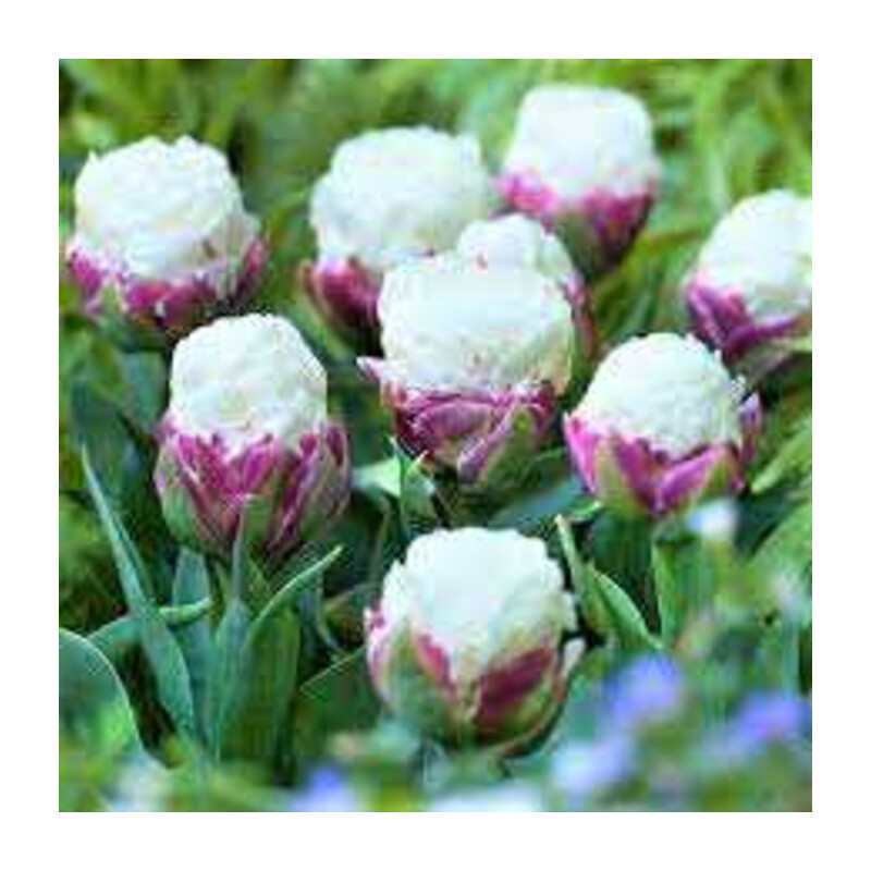 Tulipa Ice Cream Tulipan 'Ice Cream 5 szt.