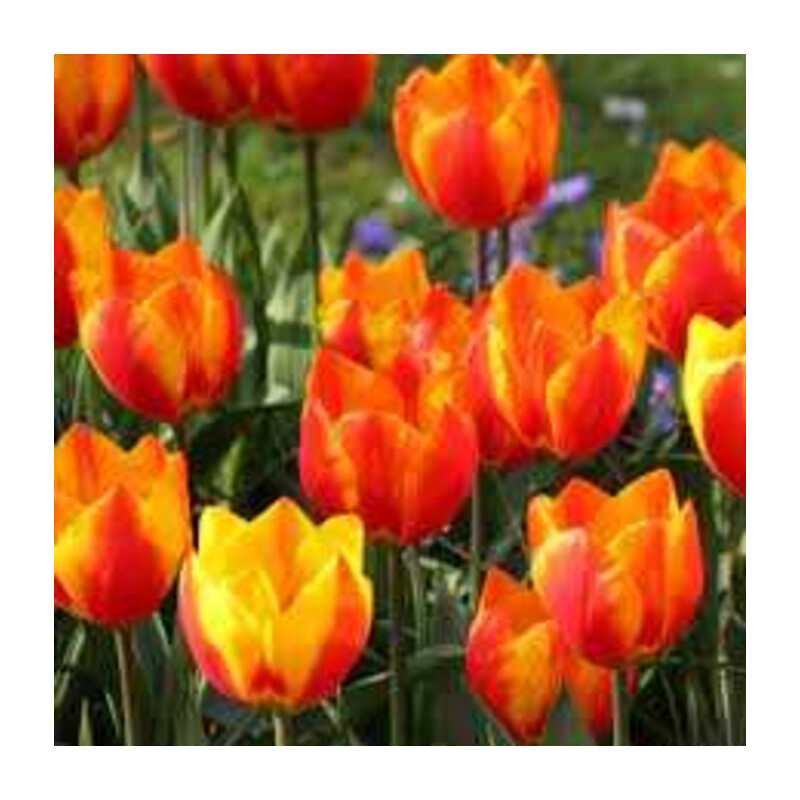 Tulipa Flair Tulipan 'Flair'5 szt.