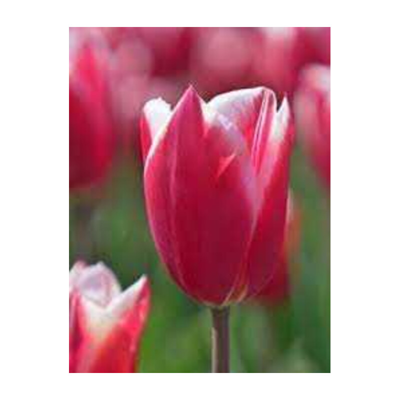 Tulipa Chacha Tulipan 'Chacha' 5 szt.