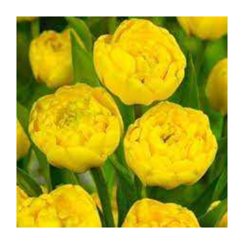 Tulipa Yellow Margarita Tulipan 'Yellow Margarita' 5 szt.