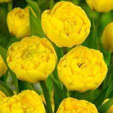 Tulipa Yellow Margarita Tulipan 'Yellow Margarita' 5 szt.