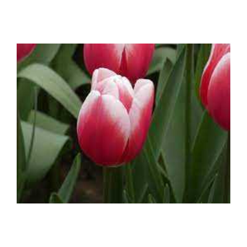 Tulipa Timeless Tulipan 'Timeless'5 szt.